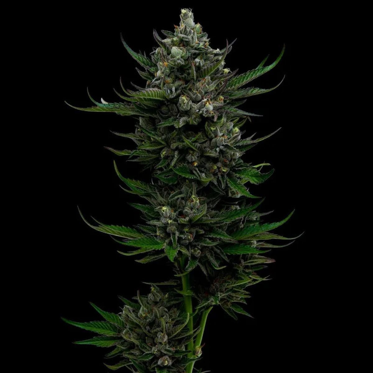 Mouth Wash Feminisiert (Humboldt Seeds Company)