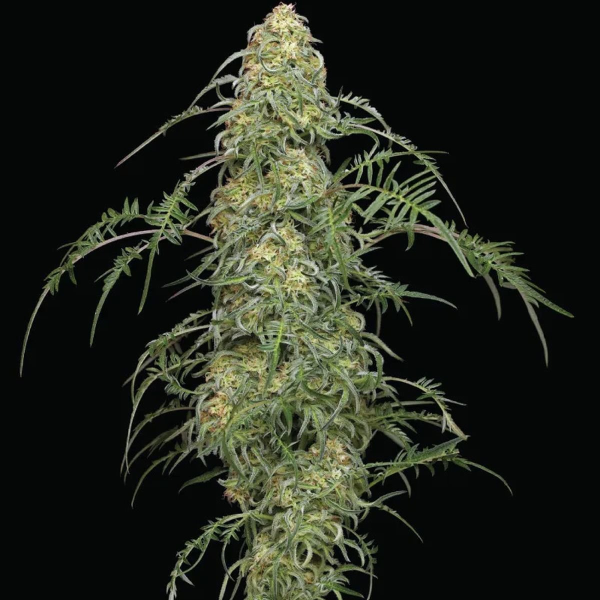 Freakshow Humboldt Seed Company Zamnesia