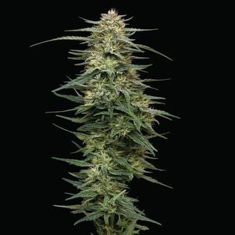 Raspberry Parfait (Humboldt Seed Company) feminisiert