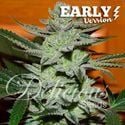 Unknown Kush - Early Version (Delicious Seeds) feminisiert