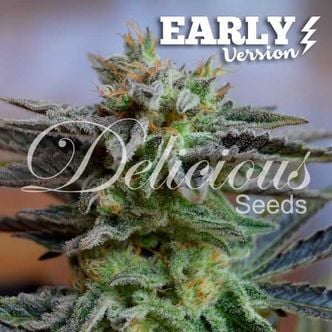 Sugar Black Rose - Early Version (Delicious Seeds) feminized