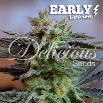 Sugar Black Rose - Early Version (Delicious Seeds) feminized