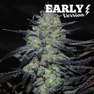 Golosa - Early Version (Delicious Seeds) feminized