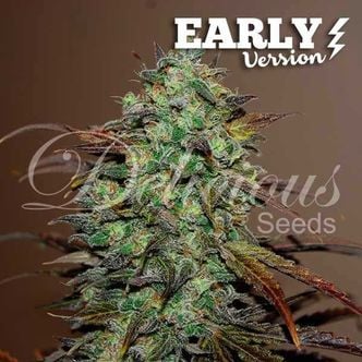 Eleven Roses - Early Version (Delicious Seeds) feminisiert