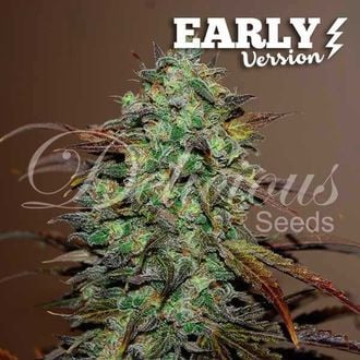 Eleven Roses - Early Version (Delicious Seeds) feminisiert