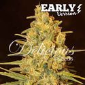 Critical Sensi Star - Early Version (Delicious Seeds) feminisiert