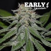 Critical Neville Haze - Early Version (Delicious Seeds) feminized