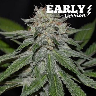 Critical Neville Haze - Early Version (Delicious Seeds) feminisiert