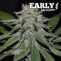 Critical Neville Haze - Early Version (Delicious Seeds) feminized