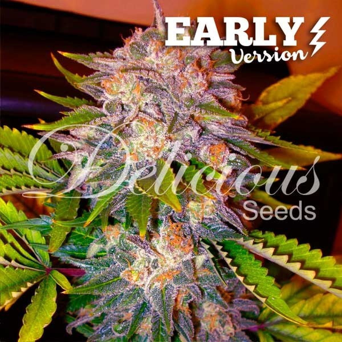 Caramello Early Version Feminisiert (Delicious Seeds)