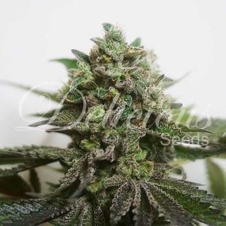 Delimed CBD Plus (Delicious Seeds) feminized