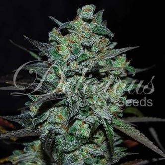 Northern Light Blue THC-Free (Delicious Seeds) feminisiert