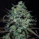 Northern Light Blue THC-Free (Delicious Seeds) feminized