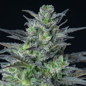 Auto Sleepy Joe (Anesia Seeds) feminisiert