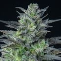 Auto Sleepy Joe (Anesia Seeds) feminisiert