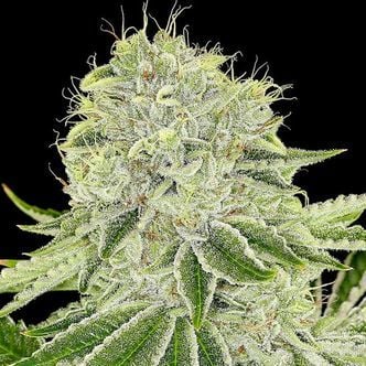 Cash Cow (Anesia Seeds) feminisiert