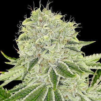 Cash Cow (Anesia Seeds) Feminized