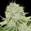 Cash Cow (Anesia Seeds) feminisiert