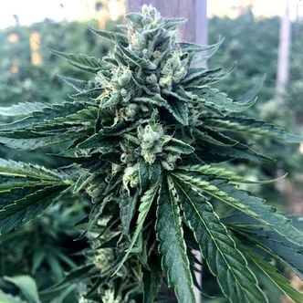 Cinnamon Buddha OG (Humboldt Seed Organization) feminized