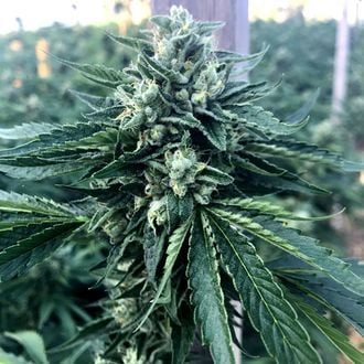 Cinnamon Buddha OG (Humboldt Seed Organization) feminized