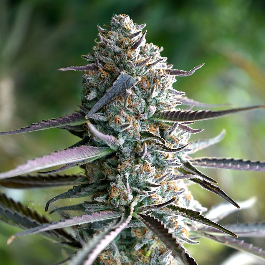 Runtz Feminisiert (Bulk Seed Bank)