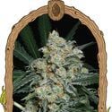 Zkittalicious Auto (Exotic Seed) feminized