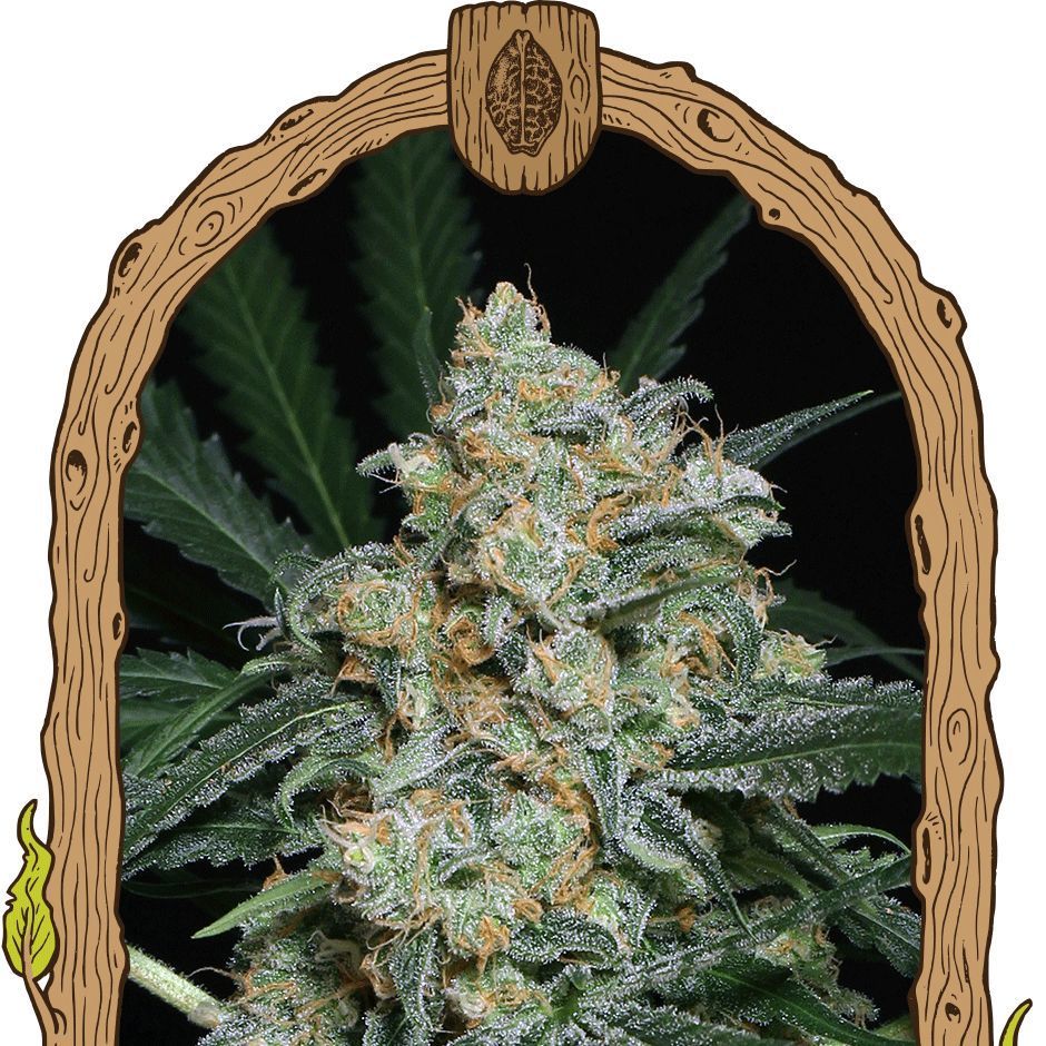 Gorilla Glue Feminisiert (Bulk Seed Bank)