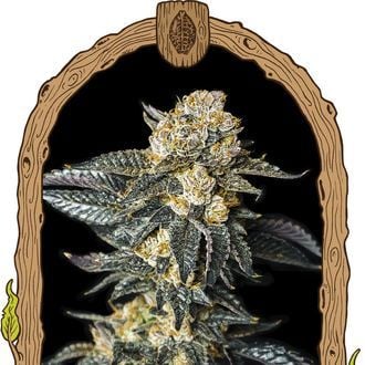 Zkittaberry Auto (Exotic Seed) feminized