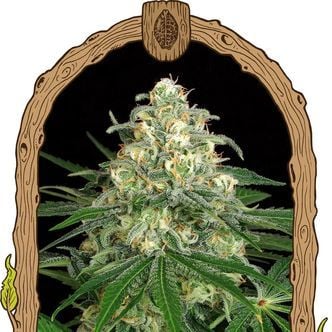 Z&Z Auto (Exotic Seed) feminized