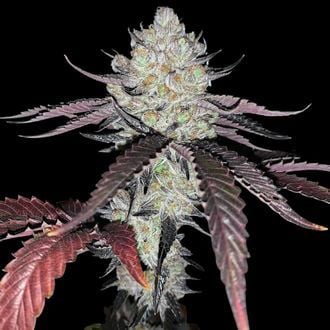 Marshmallow OG (Compound Genetics) feminisiert