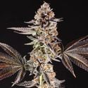 La Bomba (Compound Genetics) feminisiert