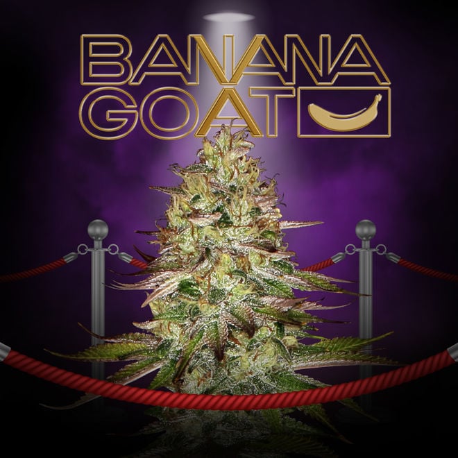 Banana GOAT | Zamnesia Seeds x T.H. Seeds