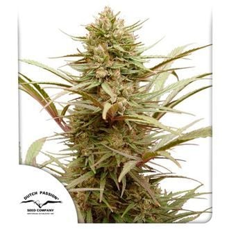 CBD Compassion (Dutch Passion) Feminized