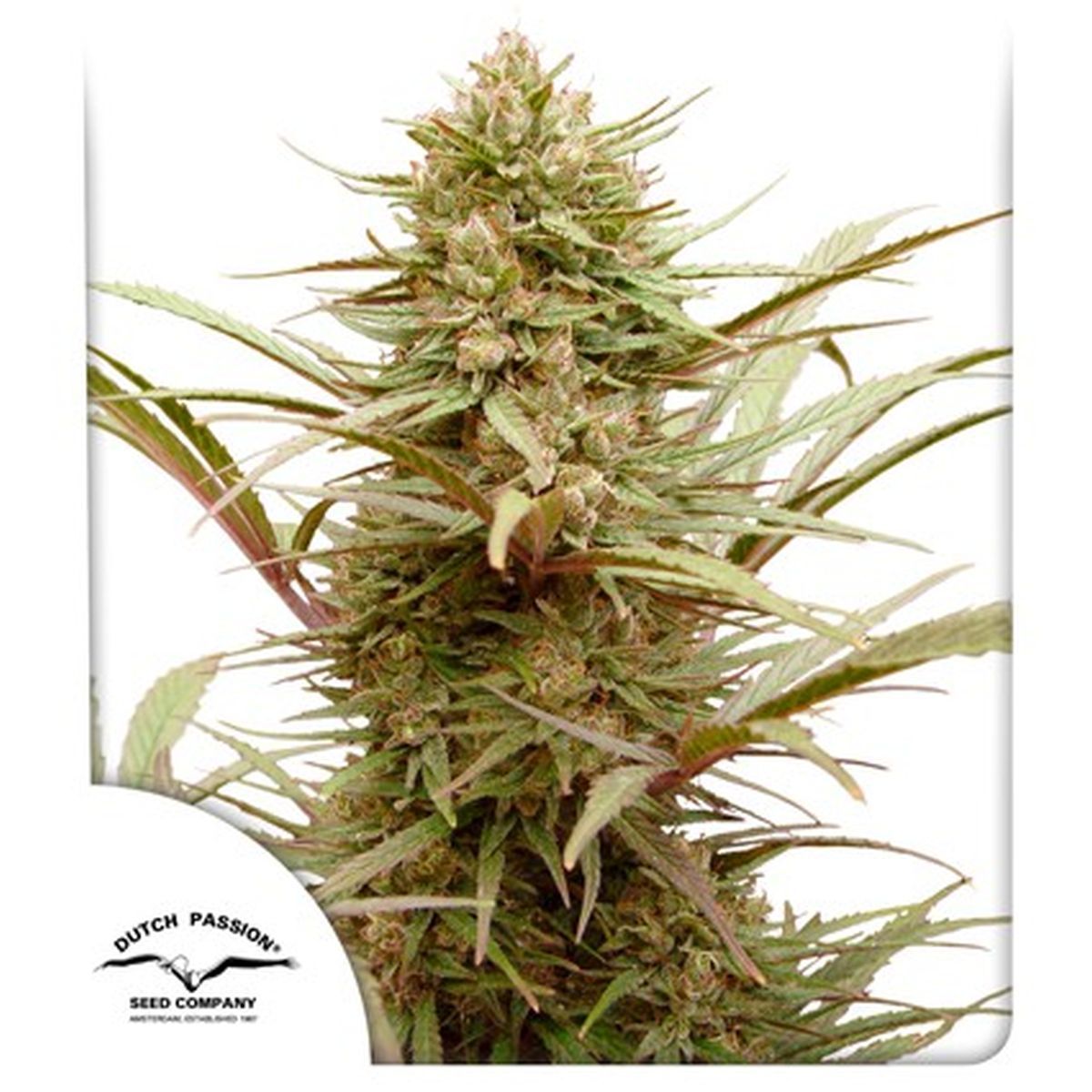 CBD Compassion (Dutch Passion) feminisiert