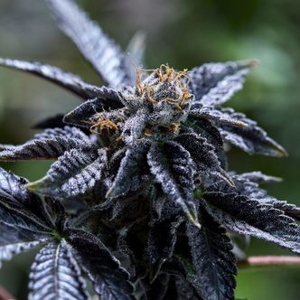 Headhunter (Purple City Genetics) feminisiert