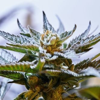 Blueprint S1 (Purple City Genetics) feminisiert