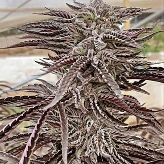 Fillmore Slim (Purple City Genetics) feminized