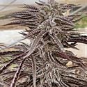 Fillmore Slim (Purple City Genetics) feminisiert