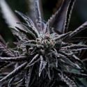 Forbidden Blueprint (Purple City Genetics) feminisiert