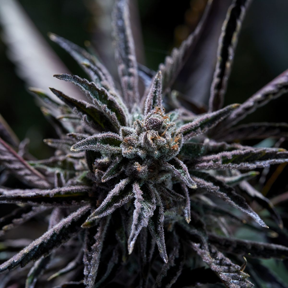 Forbidden Fruit Feminisiert (Dutch Genetics)