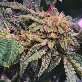 Alfajores (Purple City Genetics) feminisiert