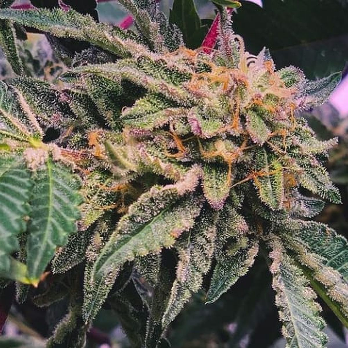 Boppers Feminisiert (Purple City Genetics)