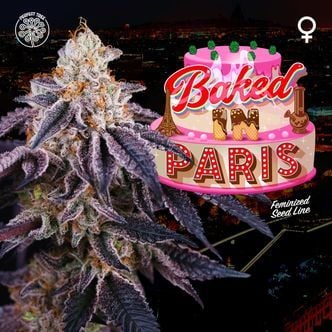 Baked in Paris (Perfect Tree) Feminized