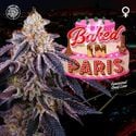 Baked In Paris (Perfect Tree) feminized