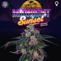 Midnight Sunset (Perfect Tree) feminized