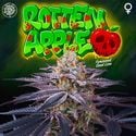 Rotten Apple (Perfect Tree) feminized