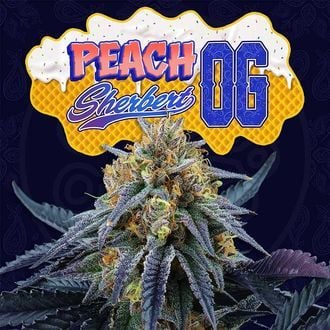 Peach Sherbert OG (Perfect Tree) feminized