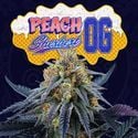 Peach Sherbert OG (Perfect Tree) feminisiert