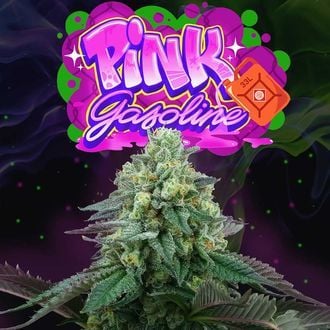 Pink Gasoline (Perfect Tree) feminisiert