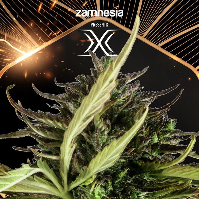 X  Zamnesia Seeds - Zamnesia